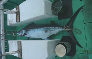 デッキに横たわるカジキ