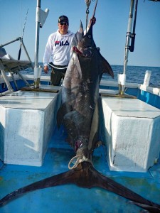 トローリングで釣れた200kgカジキ