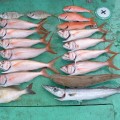 釣果