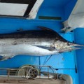 釣り上げたばかりのカジキ