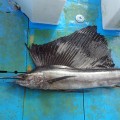 デッキに上げたバショウカジキ