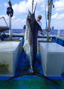 クロカジキ/ブルーマーリンと釣り上げた65才の男性