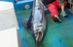 ブルーマーリンMarlin fishing iin okinawa