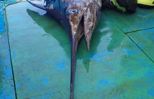 カジキの頭部