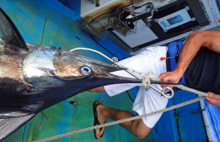 自ら釣ったカジキを釣り上げる22歳の若い男性