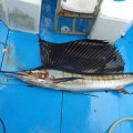 sailfish fishing in okinawa japan