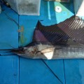 sailfish fishing in ginowan city okinawa japan