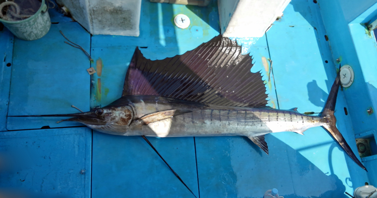 sailfish fishing in okinawa japan