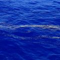 海に浮かんでいる軽石