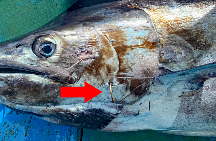 釣り上げた200kgのカジキに残っていたマグロはえ縄漁船の針