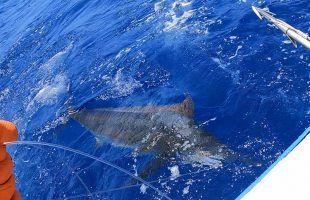リーダーを手繰り仕留める直前のカジキ
