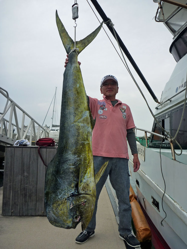 2010年6月に釣れた超大物170cm/25kgの特大シイラ