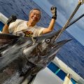 クレーンズ沖縄、鶴丸のトローリングで釣れた180kgのカジキ(ブルーマーリン)