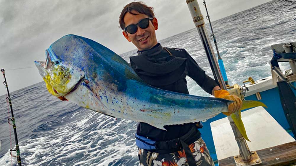 トローリングで釣れたシイラ