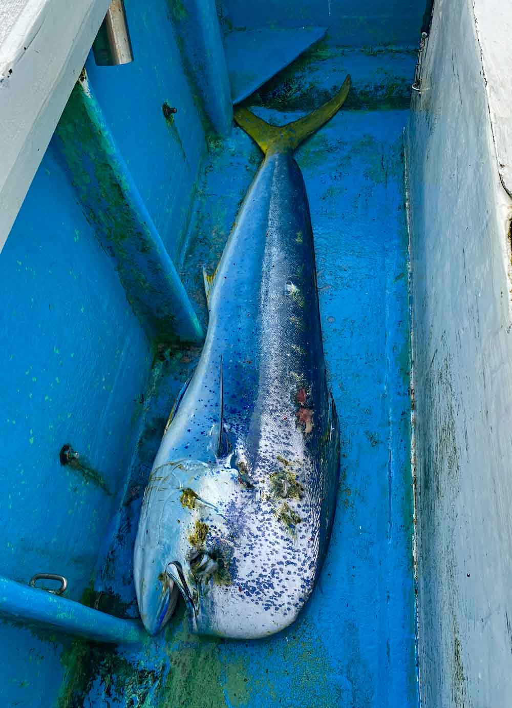 トローリングで釣れた雄のシイラ