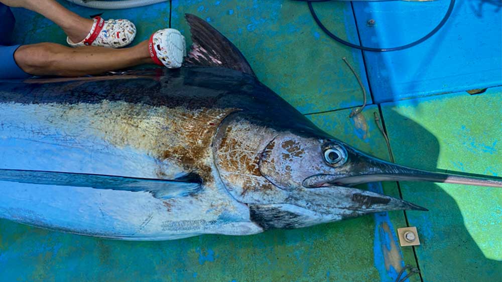 釣り上げたカジキと釣り師の足