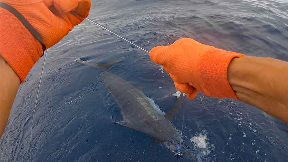 沖縄のトローリングでカジキを手繰り寄せるクレーンズ鶴丸の鶴巻船長