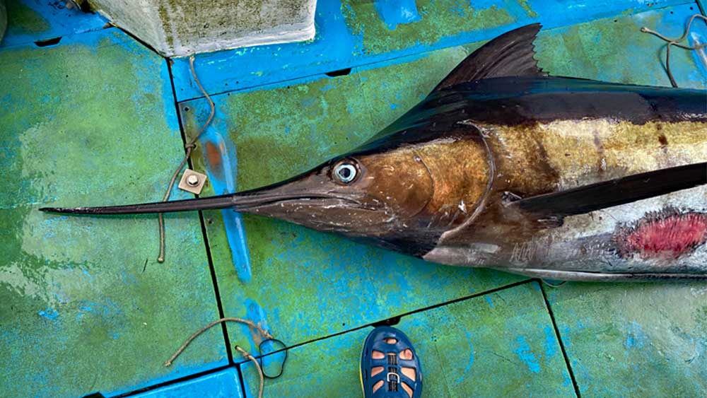 船に釣り上げたカジキの頭部