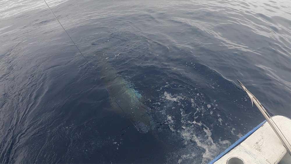 トローリングでヒットしてから船尾に寄せた水面下のカジキ