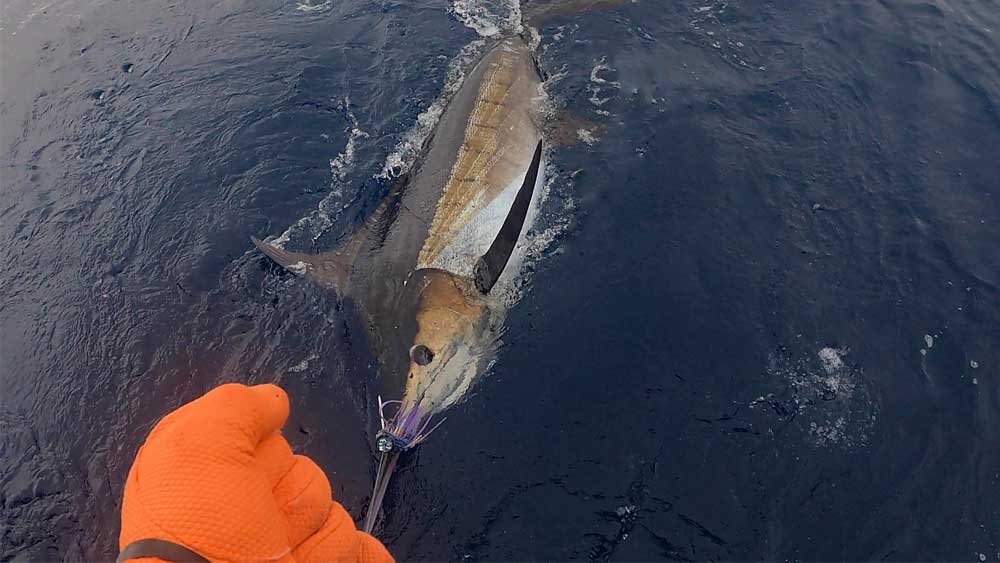 トローリングで掛かったカジキを手繰り寄せた