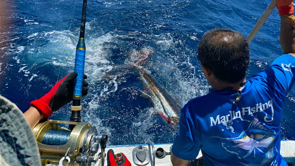 沖縄のトローリングでダブルヒットした1匹目のカジキに銛を打ち込む鶴巻船長と2匹目を釣っている釣り師