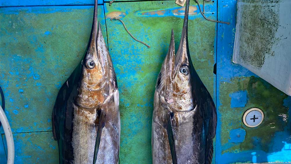 トローリングで釣り上げた2匹のカジキ