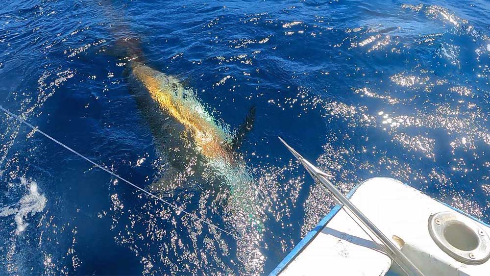 沖縄のトローリングで船尾に寄せたカジキ