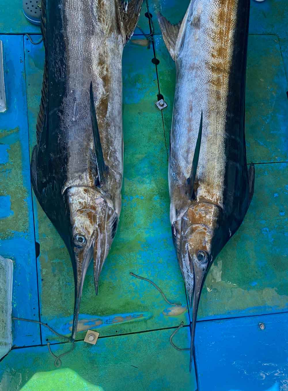 ダブルヒットで釣り上げ船のデッキに上げた2匹のカジキ