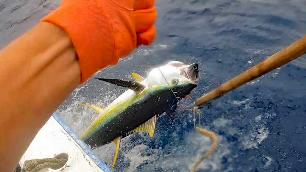 沖縄のトローリングでマグロに銛を打ち込んだ瞬間