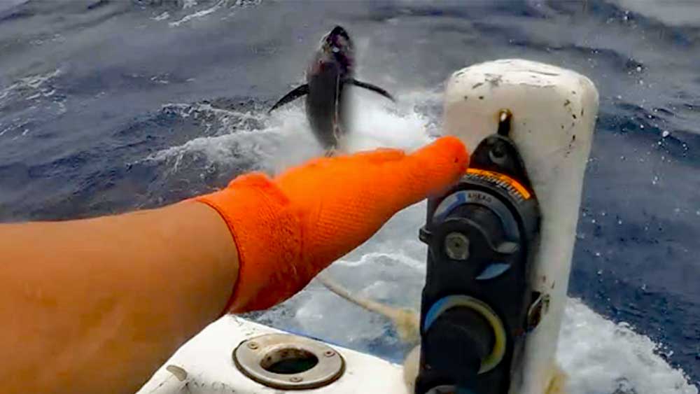 沖縄のトローリングで水面から飛び出したキハダマグロ