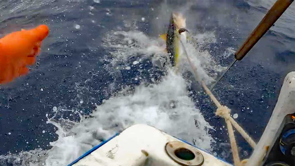 トローリングで水面から飛び出したキハダマグロ