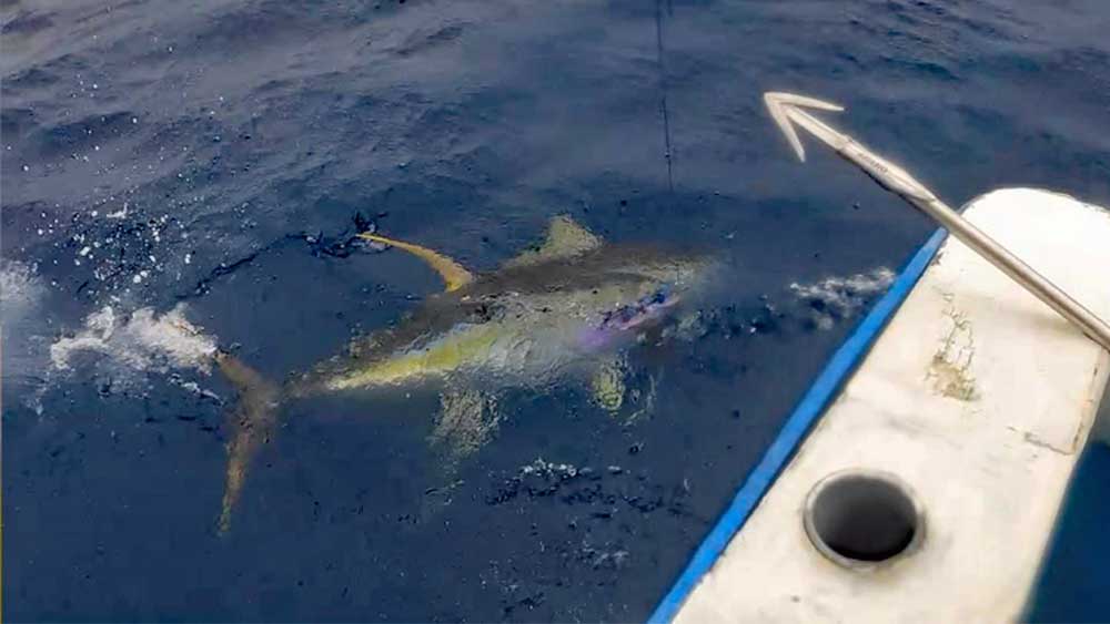 船尾に寄せたキハダマグロの魚影