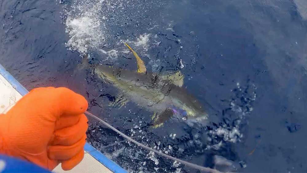 沖縄のトローリングで釣り針に掛かったキハダマグロ