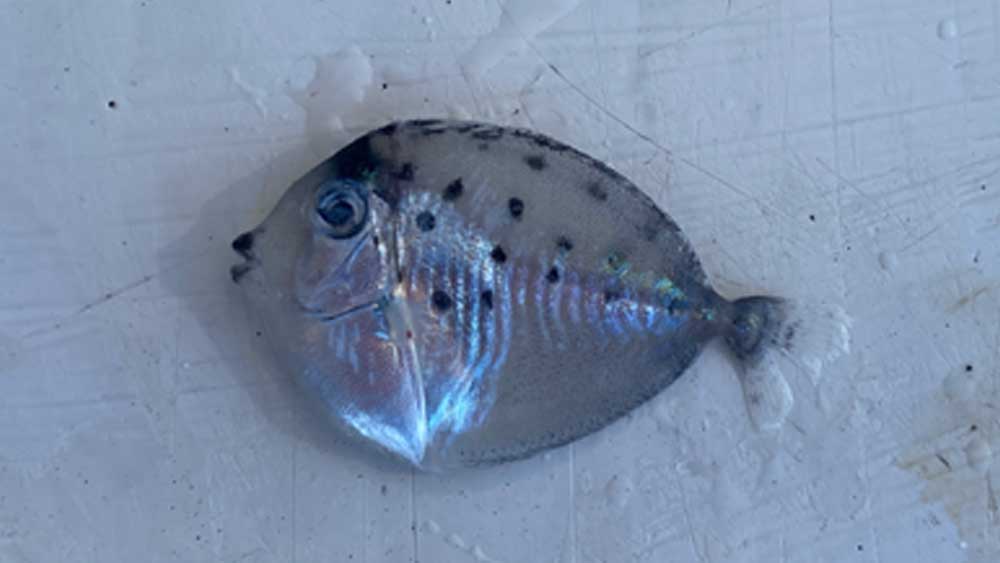 釣り上げたカジキの胃袋から出てきた魚