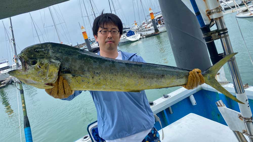 トローリングで釣り上げたシイラ