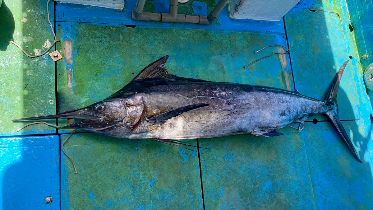 釣り上げた40kgのクロカジキ