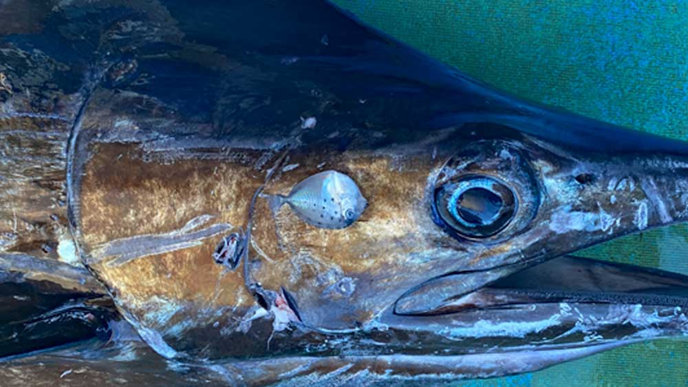 釣り上げたカジキの胃袋から出てきた稚魚