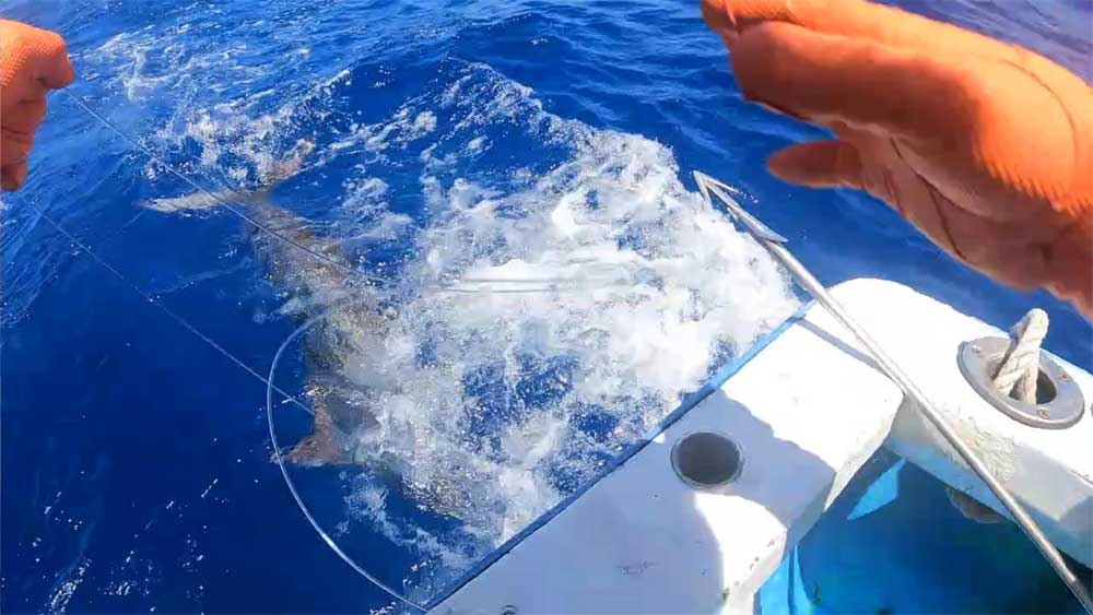 カジキを手繰り寄せ仕留める直前の鶴丸船長