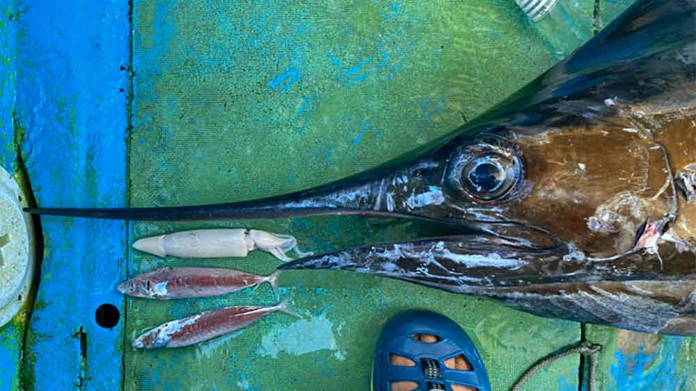 釣り上げたカジキの胃袋から出てきた魚とイカ