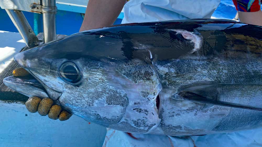 カジキのツノで刺されたと思われるキハダマグロの傷跡