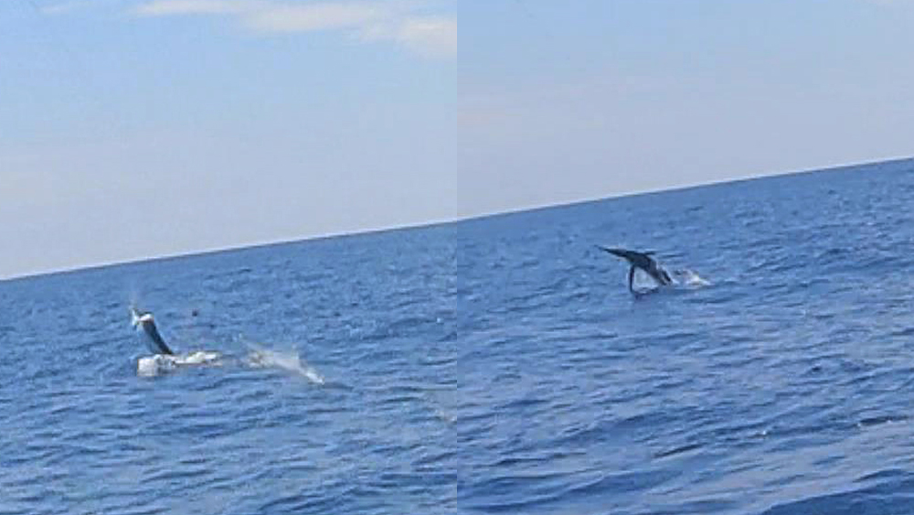 水面から飛び出すマカジキ