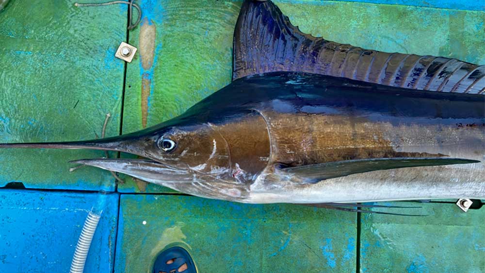 沖縄のトローリングで釣り上げたマカジキの頭部