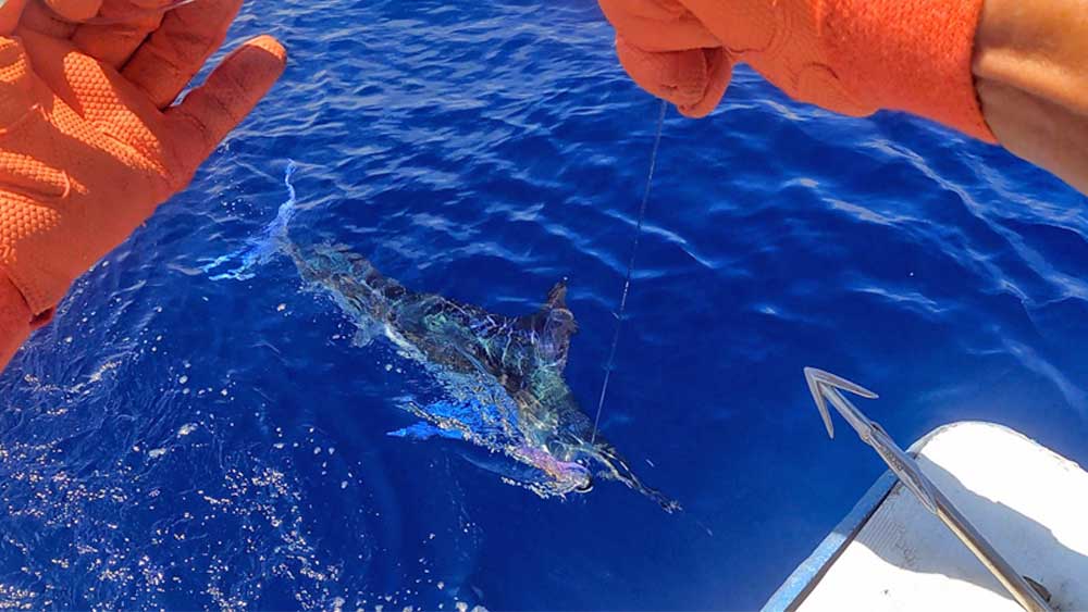 マカジキに掛かったルアーリーダーをたぐる鶴丸の船長