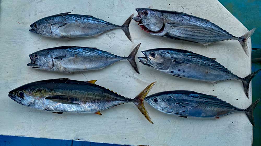 ライトトローリングで釣り上げたマグロ、カツオ、スマ