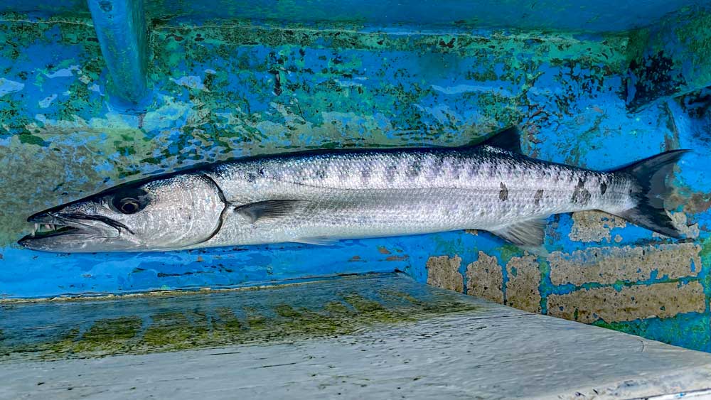 沖縄のトローリングで釣り上げたバラクーダ