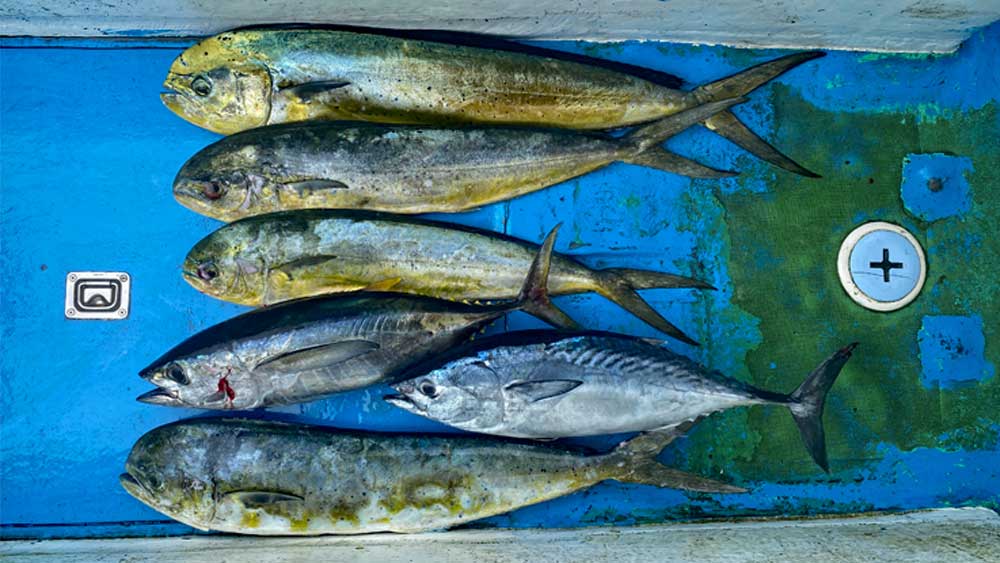 ライトトローリング一日の釣果マグロ、シイラ、スマ