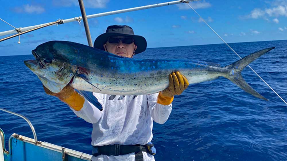 トローリングで釣り上げたブルーが美しいシイラ