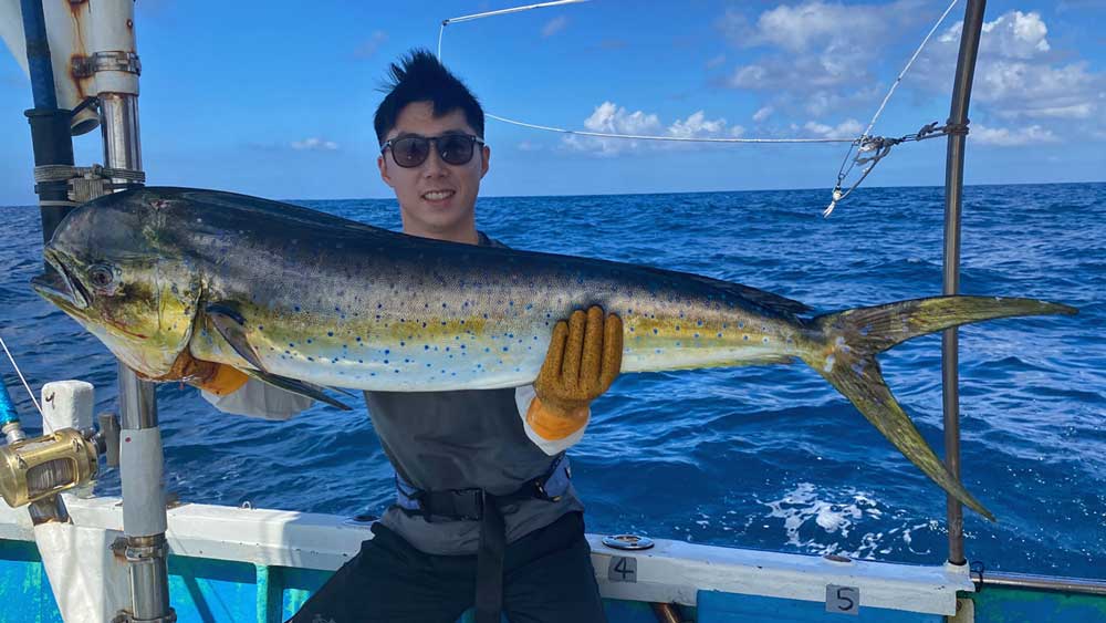 トローリングで釣り上げたシイラ