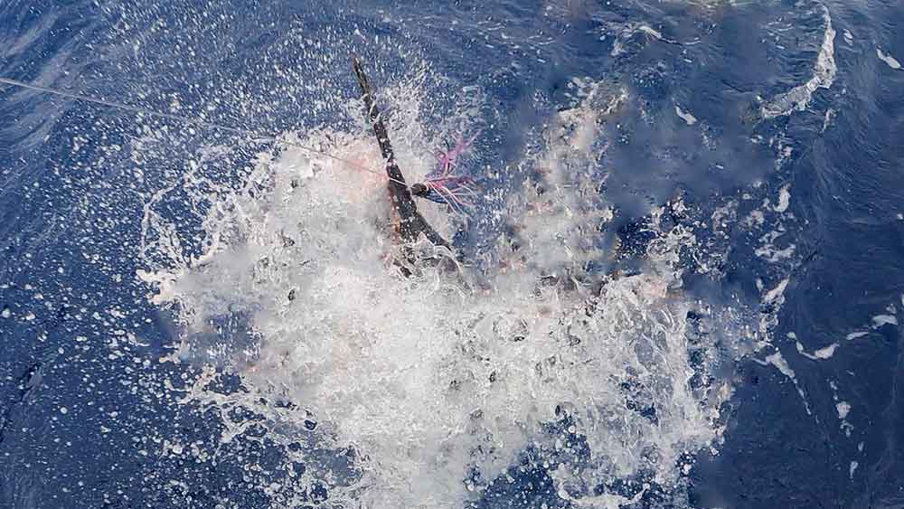 船尾に寄せ水面からツノを突き出し暴れるシロカジキ/Black Marlin