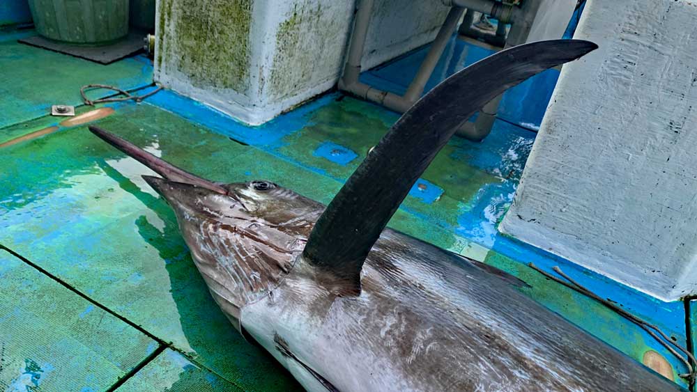 沖縄のトローリングで釣り上げたシロカジキ/Black Marlinの折りたためない胸ビレ